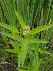 Asclepias incarnata incarnata