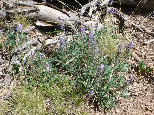 Image of Lupinus ammophilus by no rights reserved