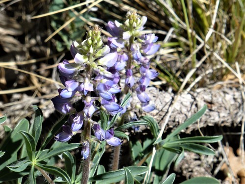 Image of Lupinus ammophilus by no rights reserved