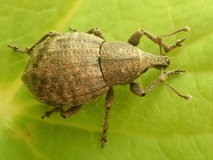 Tropiphorus elevatus