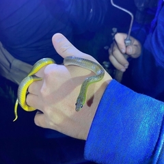 Erythrolamprus maryellenae