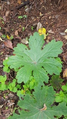 Psacalium peltatum