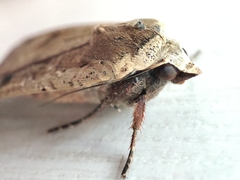 Noctua pronuba