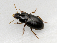 Harpalus pumilus