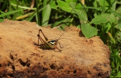 Eupholidoptera smyrnensis