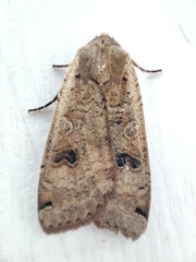 Noctua pronuba