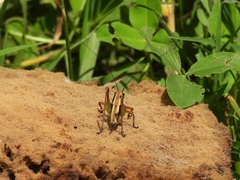 Eupholidoptera smyrnensis