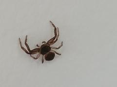 Coriarachne depressa