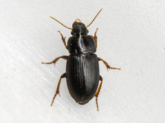 Harpalus pumilus