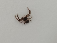 Coriarachne depressa