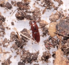 Aglenus brunneus