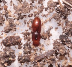 Aglenus brunneus