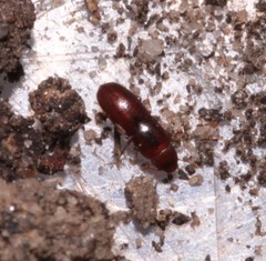Aglenus brunneus