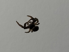 Coriarachne depressa