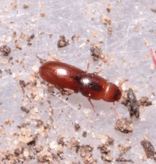 Aglenus brunneus