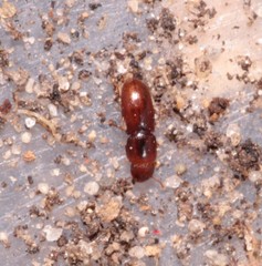 Aglenus brunneus