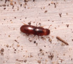 Aglenus brunneus