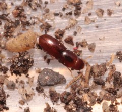 Aglenus brunneus
