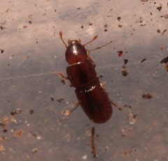 Aglenus brunneus