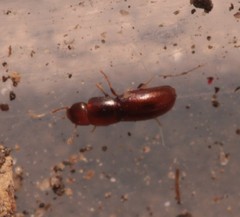 Aglenus brunneus