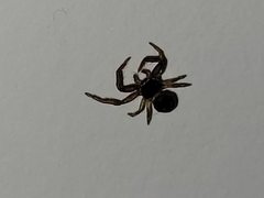 Coriarachne depressa