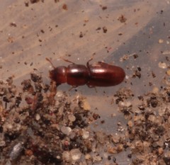 Aglenus brunneus