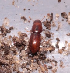 Aglenus brunneus