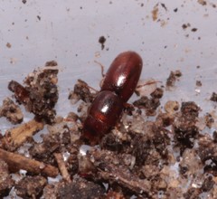 Aglenus brunneus