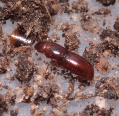 Aglenus brunneus