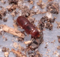 Aglenus brunneus