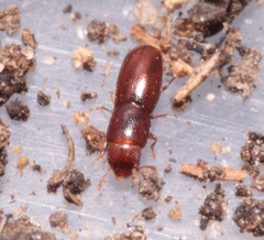 Aglenus brunneus