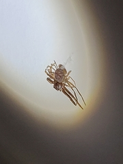 Coriarachne depressa