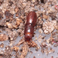 Aglenus brunneus
