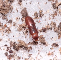 Aglenus brunneus