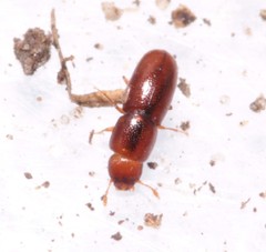Aglenus brunneus