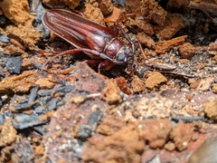 Derobrachus brevicollis