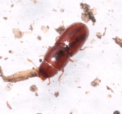 Aglenus brunneus