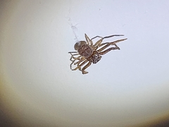 Coriarachne depressa