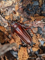 Derobrachus brevicollis
