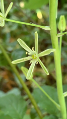 Neottieae