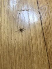 Araneae