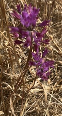 Allium acuminatum