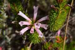 Erica viscaria
