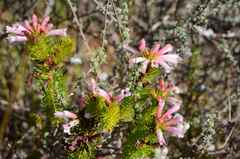 Erica viscaria