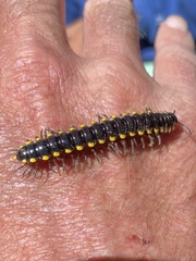 Harpaphe haydeniana scotia