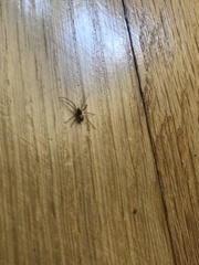 Araneae