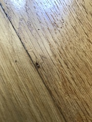 Araneae