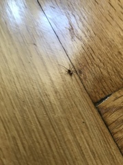 Araneae