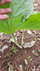 Psacalium peltatum
