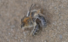 Andrena barbilabris